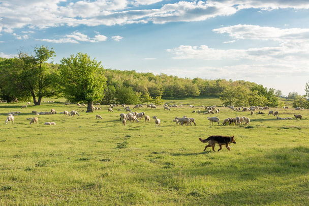 Πρόβατα και αίγες βόσκουν στο πράσινο γρασίδι την άνοιξη - Φωτογραφία, εικόνα