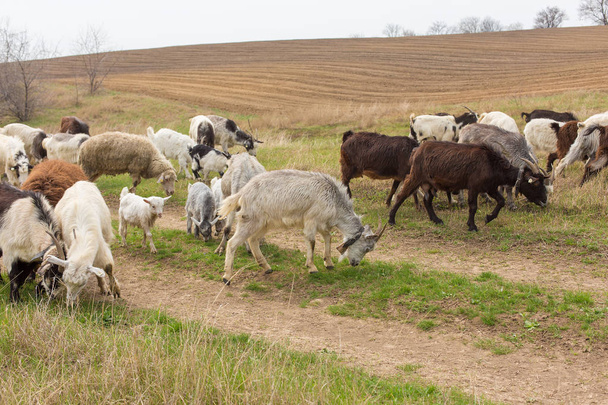 A juhok és kecskék tavasszal zöld füvön legelnek - Fotó, kép