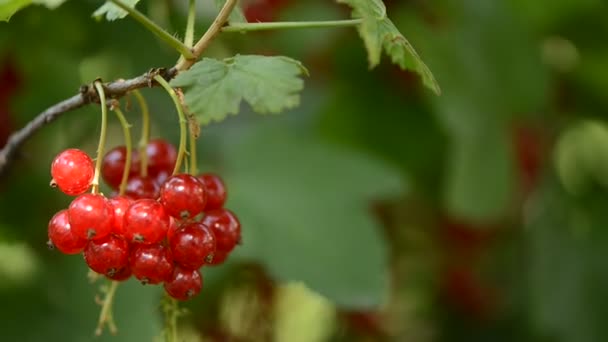 red currant close-up. currant grows on a branch - Footage, Video
