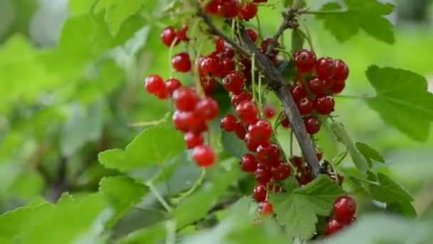 red currant close-up. currant grows on a branch - Footage, Video