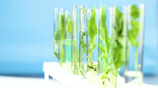 Groene planten in proefbuizen in laboratorium. Close-up. - Video