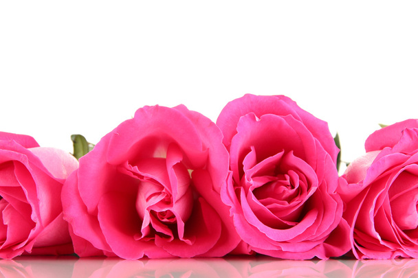 Beautiful pink roses close-up isolated on white - Photo, image