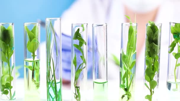 Cientista trabalha em laboratório com pinças e plantas em tubos de ensaio
 - Filmagem, Vídeo