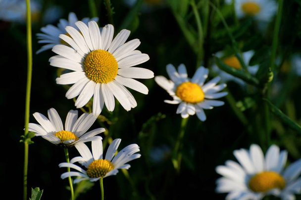 White and Yellow marguerite  or daisy with green background. - Photo, Image