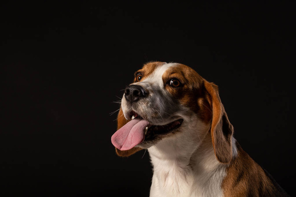 Portrait of Beagle dog on the black background - Fotoğraf, Görsel