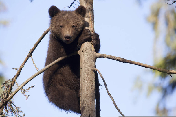 beer cub climed een boom knuffelen het kijken camera - Foto, afbeelding