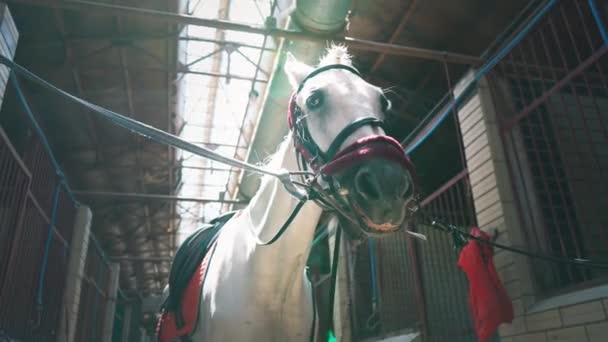 Onay ve bir eyer ile güzel bir beyaz at ahır ortasında duruyor - Video, Çekim