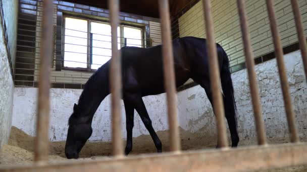 Ένα μαύρο άλογο κούρσας τρώει στους στάβλους, ένα όμορφο σκούρο επιβήτορα - Πλάνα, βίντεο