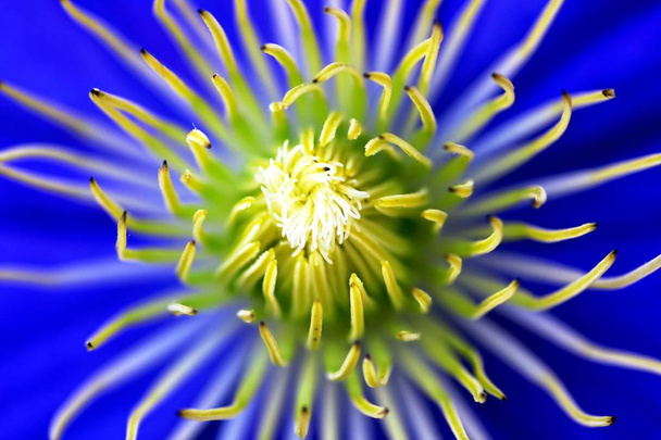 very close to blue clematis - Photo, Image