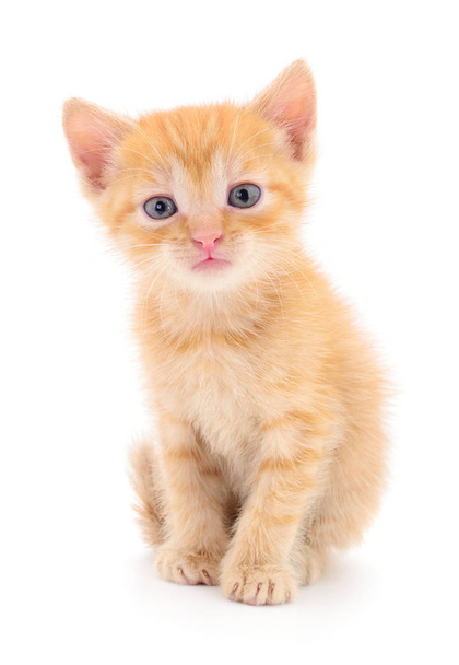 Small brown kitten isolated on white background. - 写真・画像