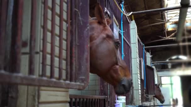 Намордник лошади смотрит из стойла, лошади в конюшне
 - Кадры, видео