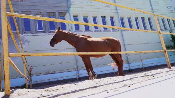 Piękny czerwony koń stoi w padoku poza, kasztanowaty ogier - Materiał filmowy, wideo