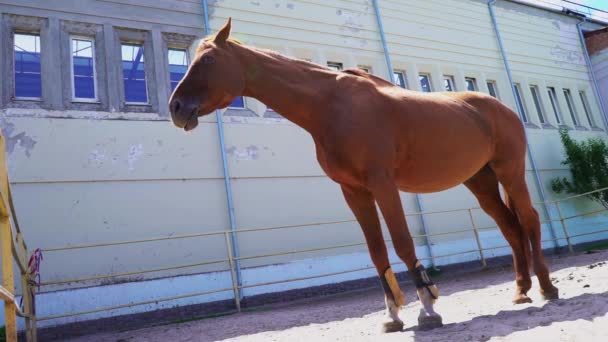 Krásný červený kůň stojí v paddocku venku, oříškového hřebečka - Záběry, video