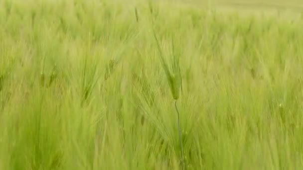 Buğday spikelets güneşe yükseltilmiş bıyıklı - Video, Çekim