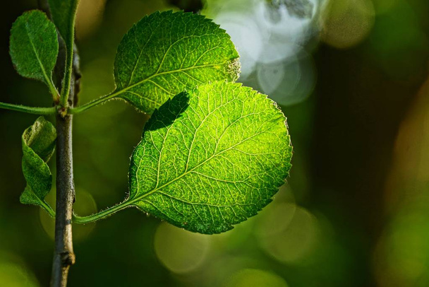 зелене листя на гілці дерева на сонячному світлі
 - Фото, зображення