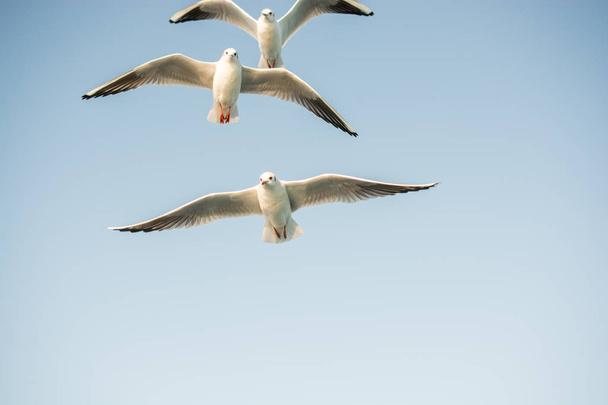 Γλάροι που πετούν στο φόντο του ουρανού - Φωτογραφία, εικόνα