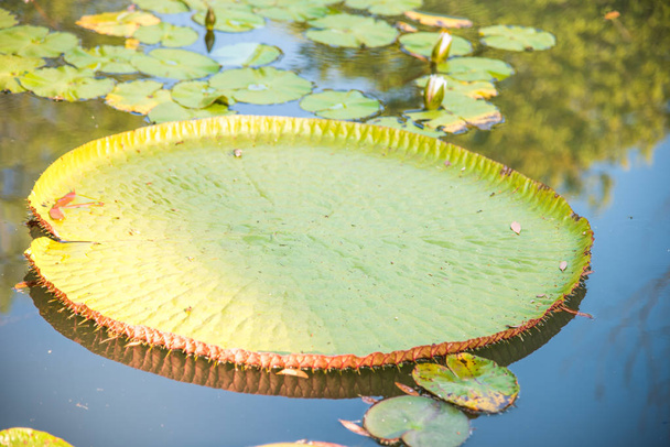obrázek z obří Victoria lotus ve vodě, leknín Victoria, Victoria určitý, Victoria cruziana - Fotografie, Obrázek