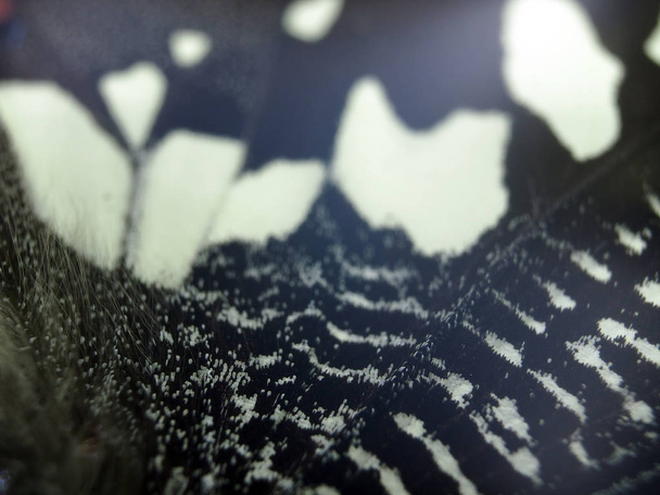 butterfly wings under the microscope - 写真・画像