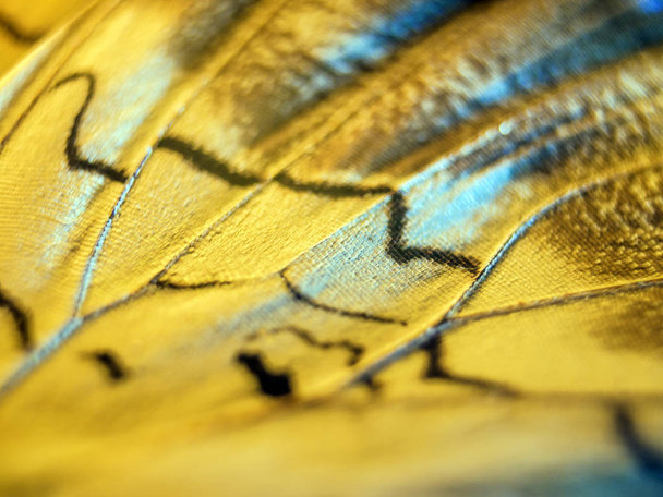 macro of a butterfly wings - Фото, зображення