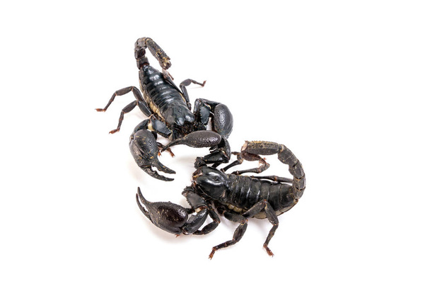 Scorpion fehér háttér. Erdei Skorpió faj a trópusi és szubtrópusi területeken-Ázsiában. - Fotó, kép