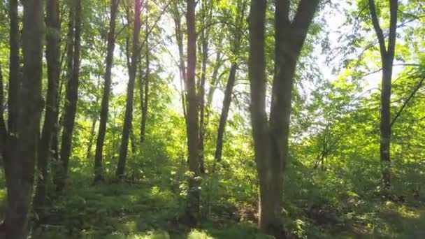 4K  Aerial.  Slow smooth fly up inside green summer wood.  - Footage, Video