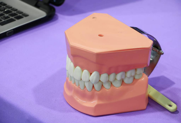 Modelo dental de dientes en una mesa
 - Foto, Imagen