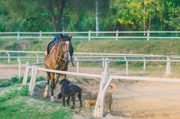 The female trainer is training the young horse for the tame in riding school. - 写真・画像