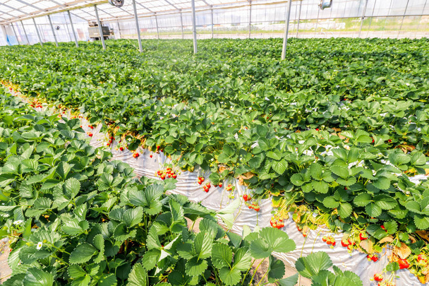 Αγρόκτημα φράουλα κρεμώντας τοπίο γεμάτο από ώριμες φράουλες, Chiba, Ιαπωνία - Φωτογραφία, εικόνα