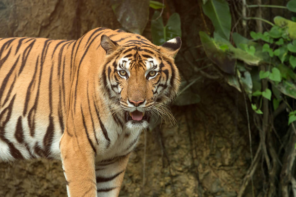 Primer plano del Tigre Indochino de pie frente al túnel del bosque; Panthera tigris corbetti capa es de color amarillo a naranja claro con rayas que van desde marrón oscuro a negro
 - Foto, Imagen