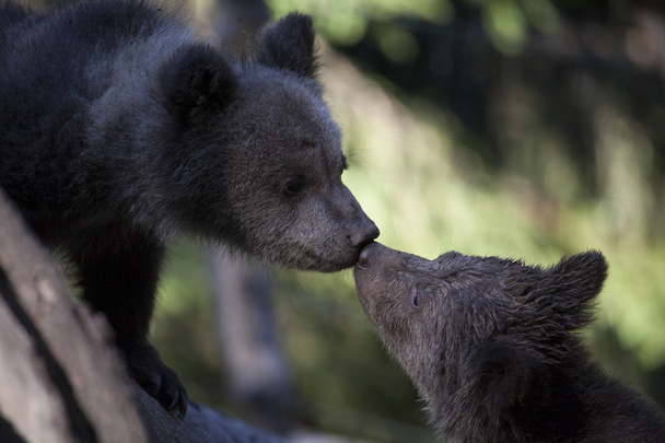 Братья медвежата целуют трогательные носы вблизи.
  - Фото, изображение