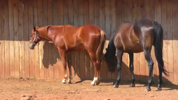 Άλογα στο αγρόκτημα άνοιξη - Πλάνα, βίντεο