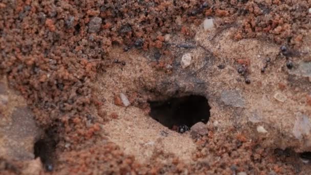 Nahaufnahme großer schwarzer Ameisen, die schwarze Ameisen bearbeiten Verkehrsvideo arbeitender Ameisen - Filmmaterial, Video