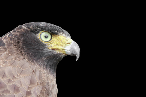 Faucon pèlerin ou aigle sur fond noir et chemin de coupe
 - Photo, image