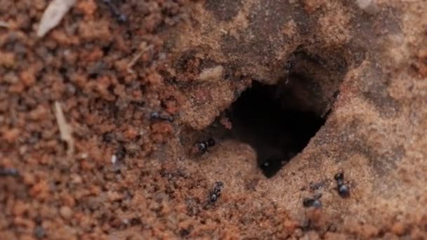Ant pracy czarne mrówki ruchu wideo pracy mrówki z bliska - Materiał filmowy, wideo