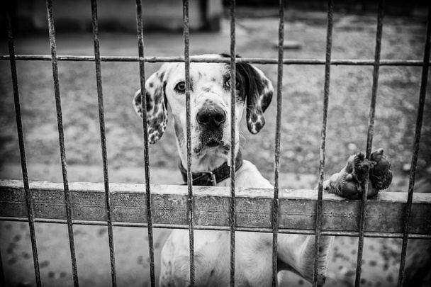 Verlassene Hunde und eingesperrte Tiere misshandeln und vernachlässigen - Foto, Bild