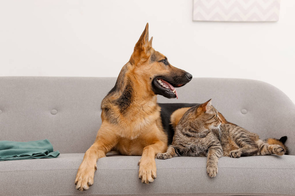 Adorable cat and dog resting together on sofa indoors. Animal friendship - 写真・画像