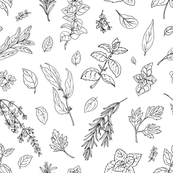 Pattern color herbs. Spices. Italian herb drawn black lines on a white background. Vector illustration. Basil, Parsley, Rosemary, Sage, Bay, Thyme, Oregano, Mint - Вектор,изображение