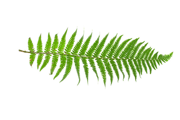 branch of fern isolated on white background - Photo, Image