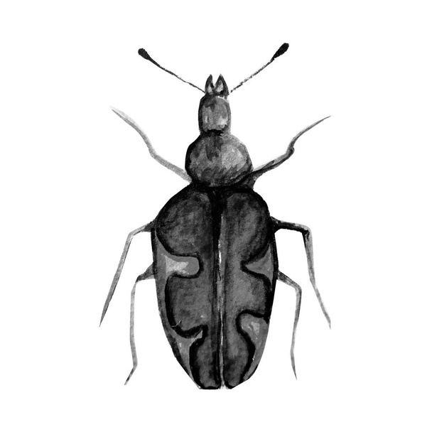 kovakuoriainen, jossa on akvarellikuvio
 - Valokuva, kuva