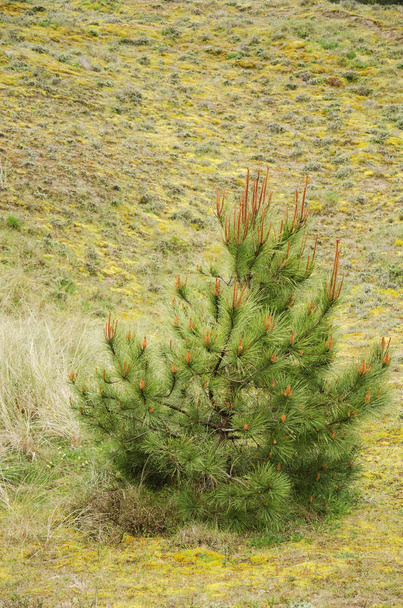 Young Pine tree flower in bloom - Zdjęcie, obraz
