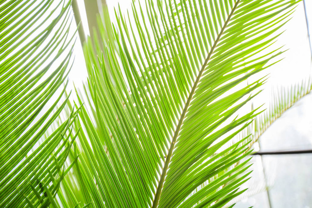 Hojas verdes Palma, textura de la planta a rayas fondo natural
 - Foto, imagen