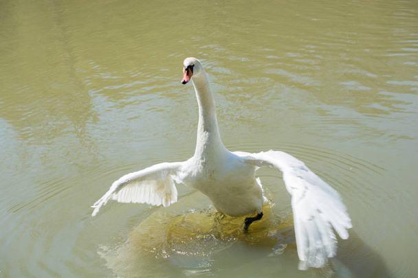 Samostatné labutě žijí v přírodním prostředí - Fotografie, Obrázek