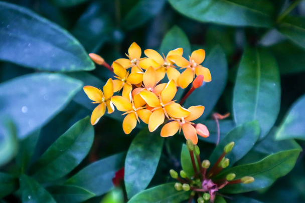Ixora is a tropical to semi-tropical evergreen shrub that is suitable for landscapes in Thailand - Photo, Image