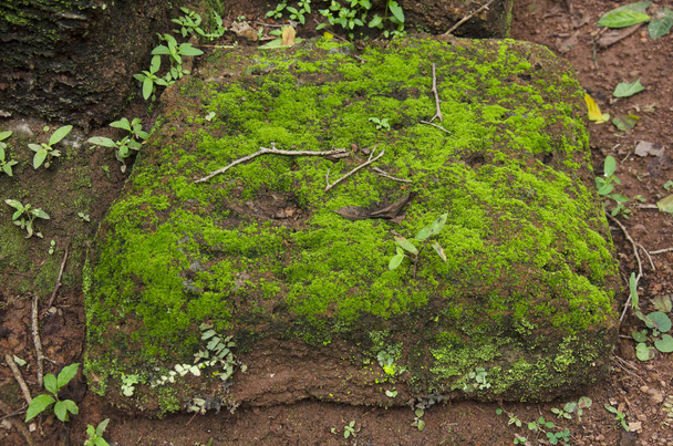 Moss plant background on stone at  floor in garden of Kamphaeng Phet Historical Park is an archaeological site and Aranyik Area in Kamphaeng Phet, Thailand - Valokuva, kuva