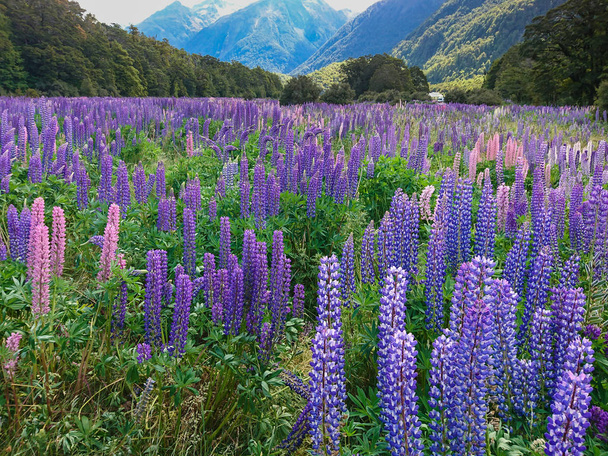 Beau champ de fleurs de lupin pleine floraison avec jungle tropicale Nouvelle-Zélande saison d'été paysage naturel fond
 - Photo, image