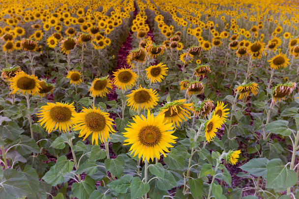 Kwiat słonecznika złożony, naturalny krajobraz tła - Zdjęcie, obraz