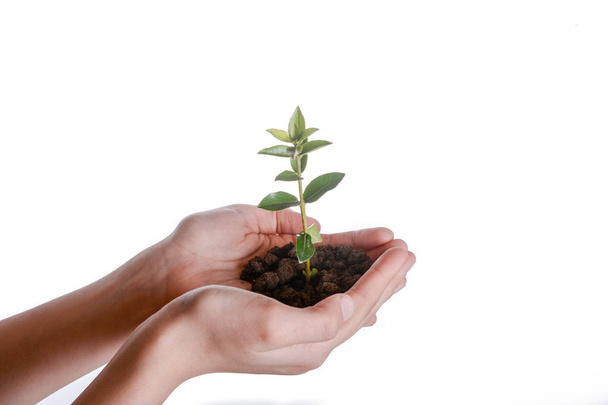 Green tree seedling in handful soil in hand on an isolated background - Fotoğraf, Görsel