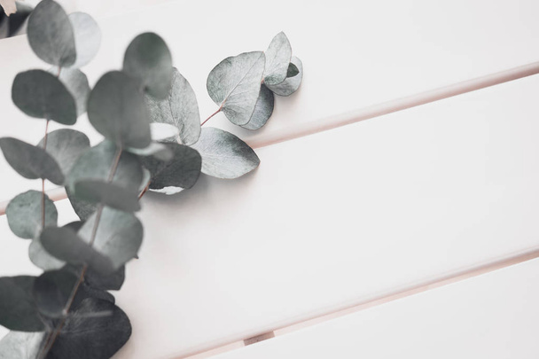 Eukalyptus auf weißem Tisch. Minimalismus flache Lagekomposition für Blogger, Künstler, soziale Medien, Zeitschriften. Kopierraum, horizontal - Foto, Bild