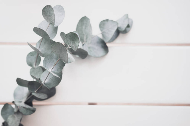 Eucalyptus on white table. Minimalism flat lay composition for bloggers, artists, social media,  magazines. Copyspace, horizontal - Photo, Image
