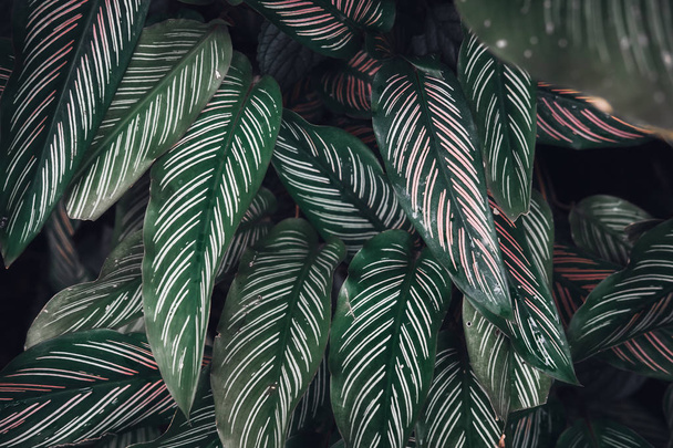 Dark faded green leaves pattern background - Foto, Imagen